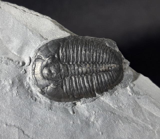Elrathia kingii (MEEK 1870)  - Bild &copy; FossNet FossilienStore
